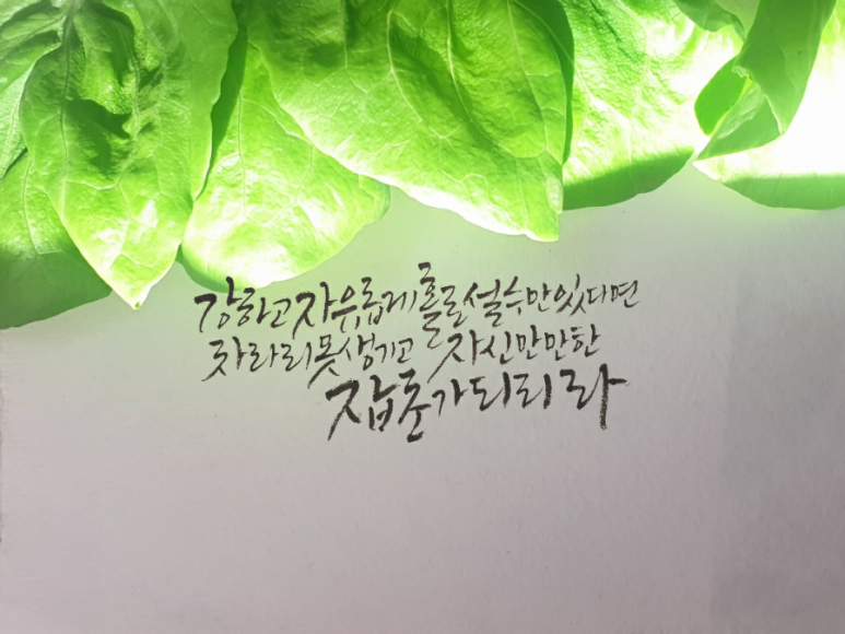 홀리오 이미지