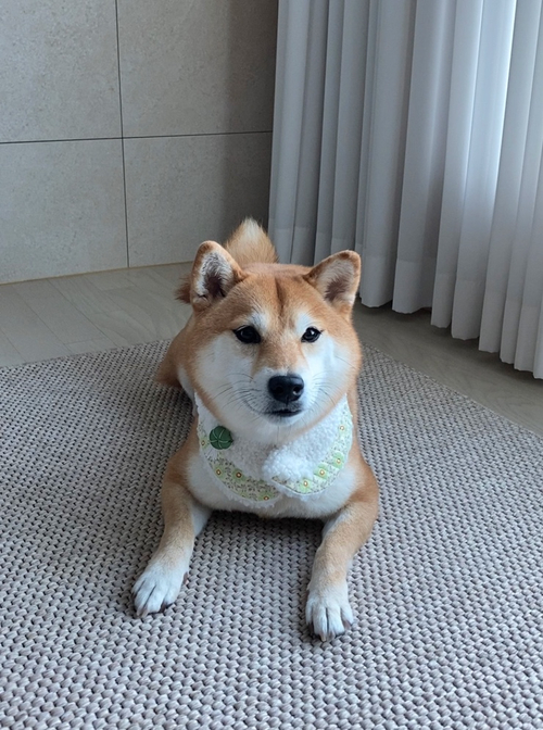 꾸울마켓 이미지