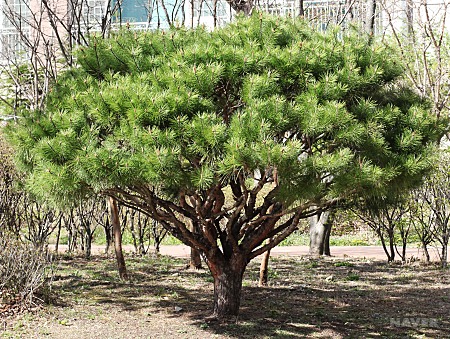 정원조경수관리 이미지