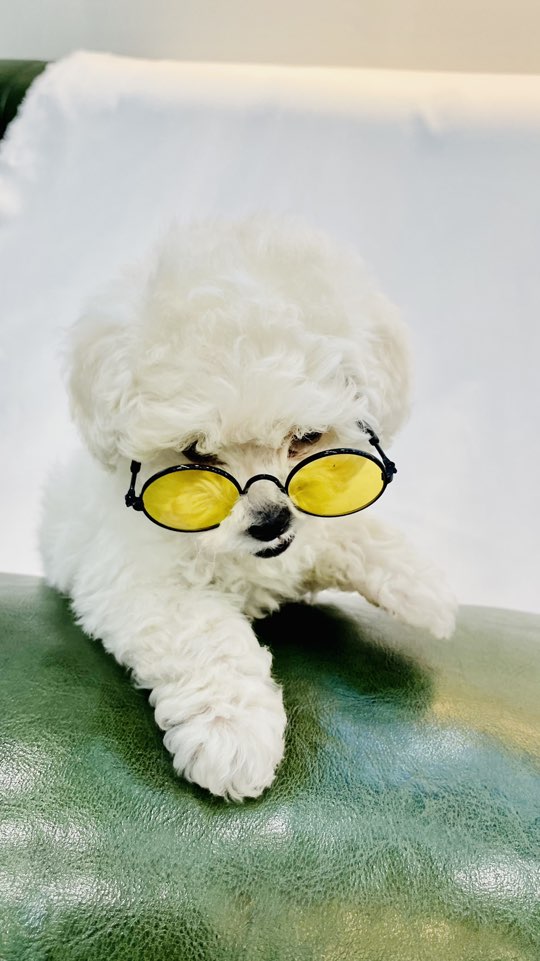 뽀끌레 이미지