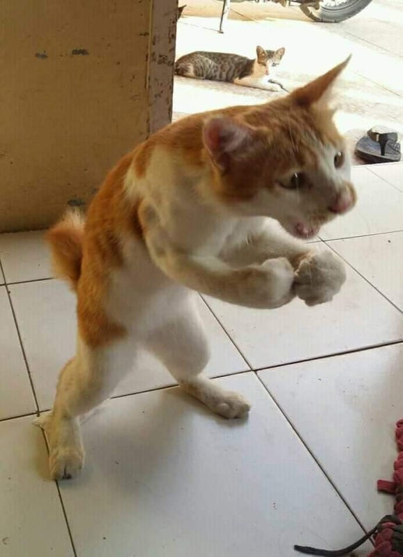출추래 이미지