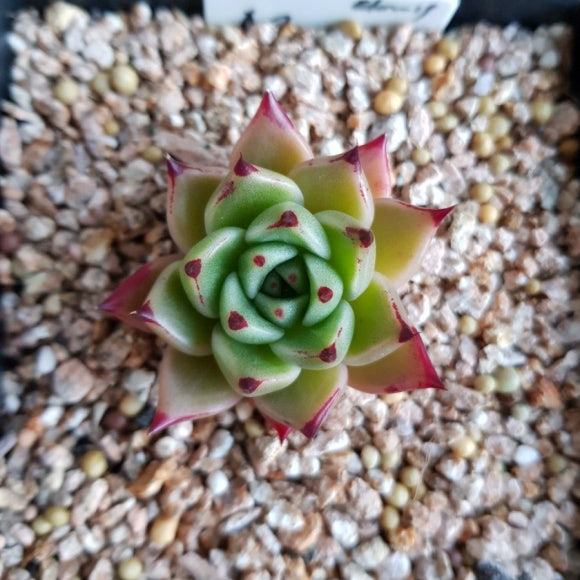 다래랑다육 이미지