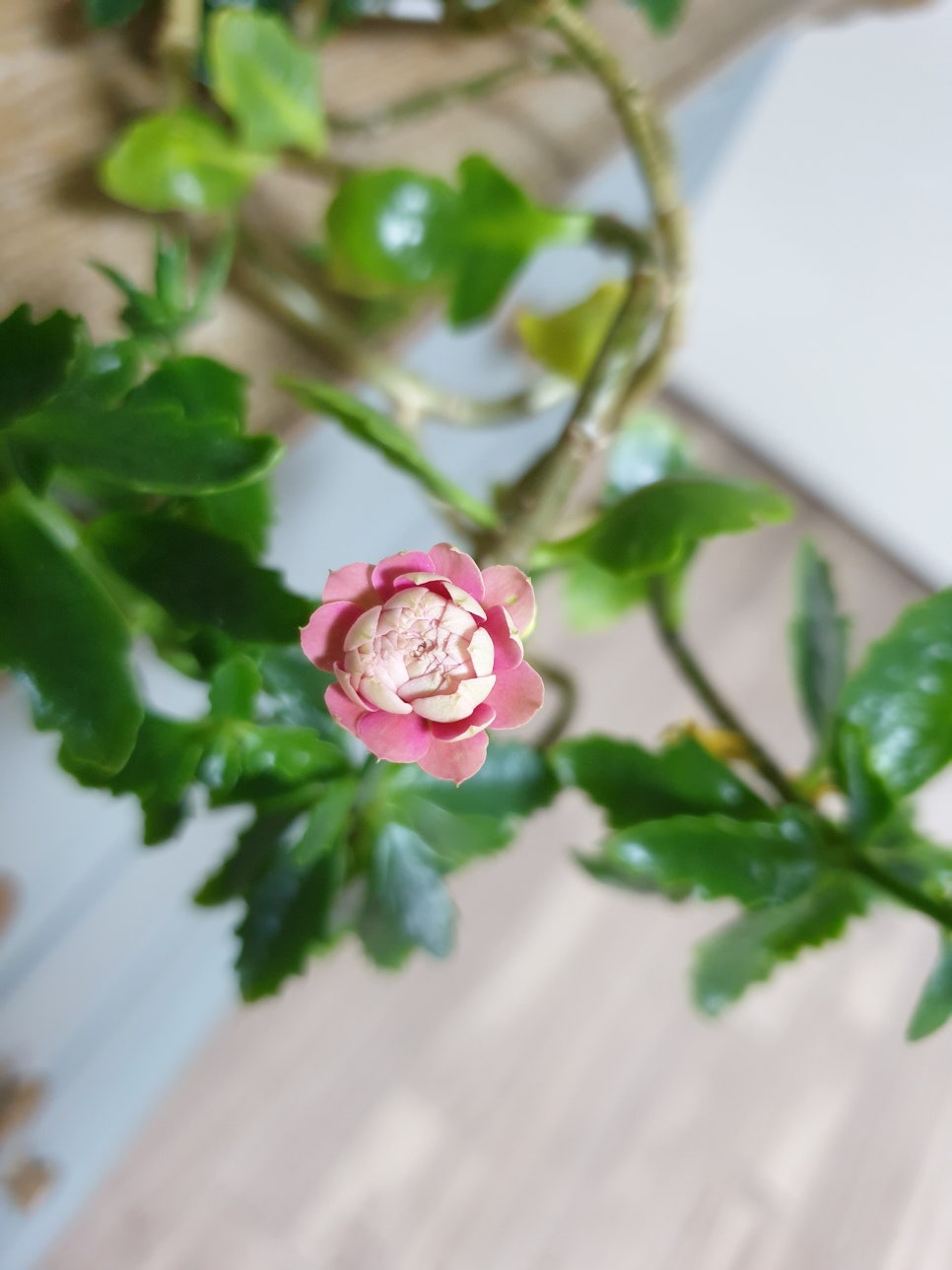 효성그릇 이미지