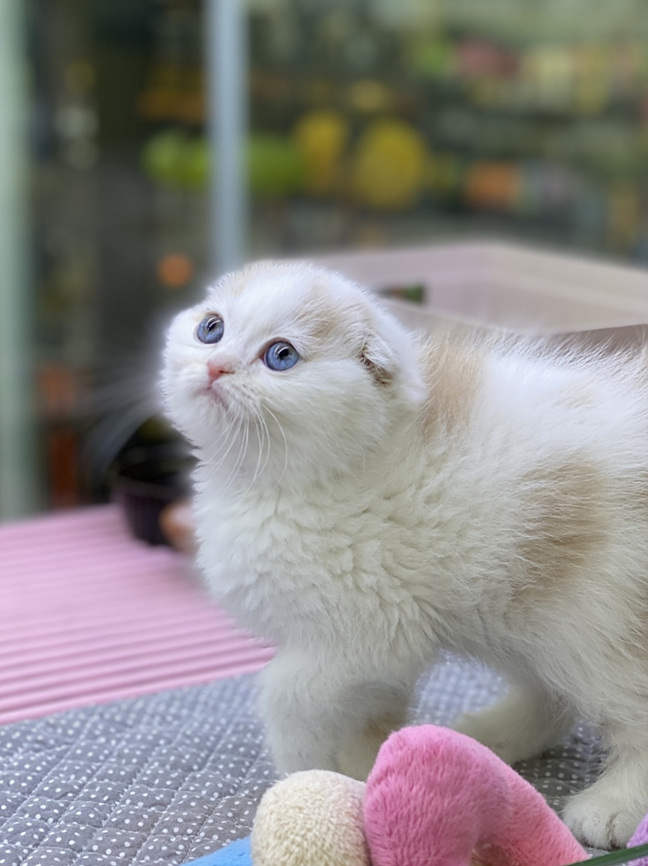 야옹 이미지