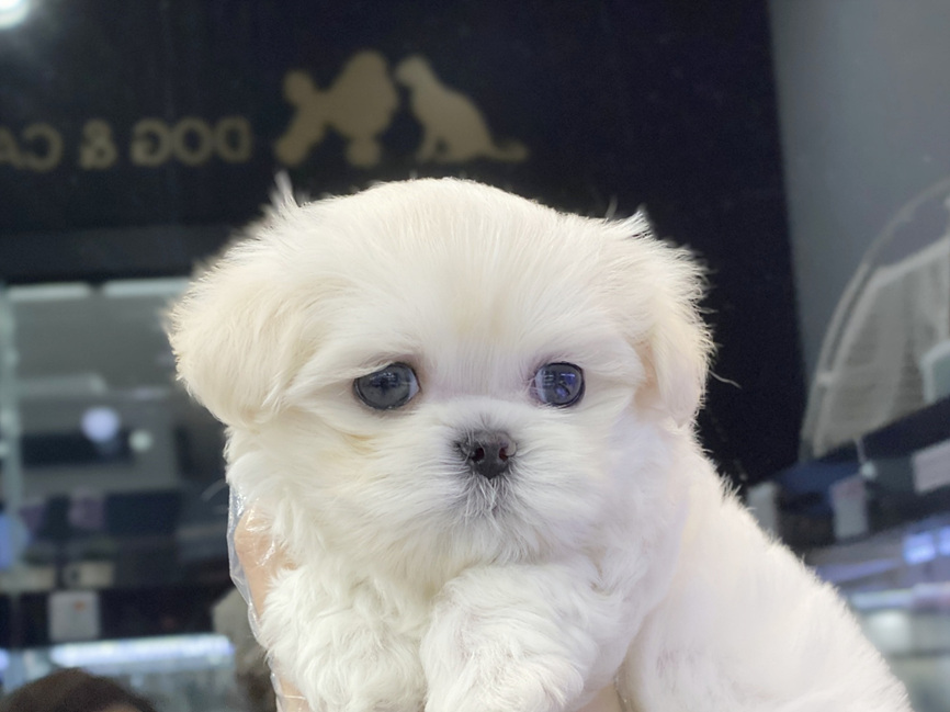 야옹 이미지