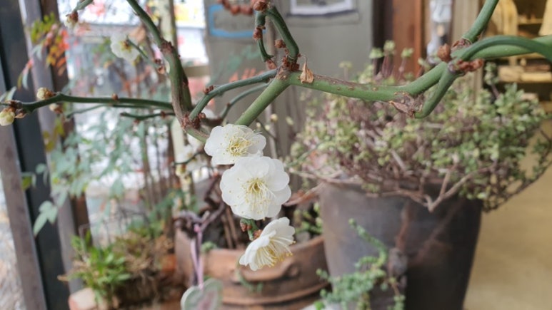 삼양엔틱 이미지