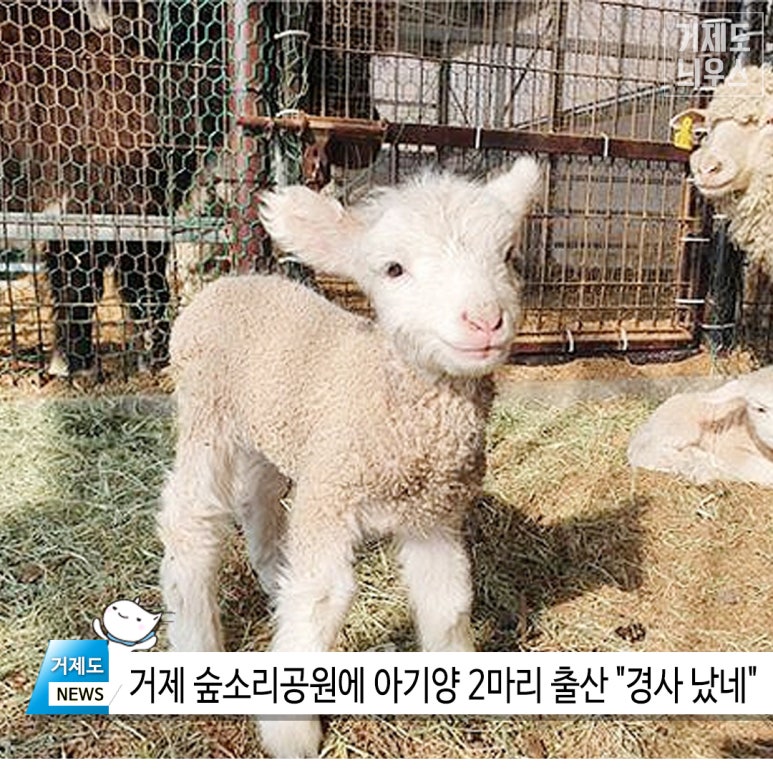 소리양 이미지