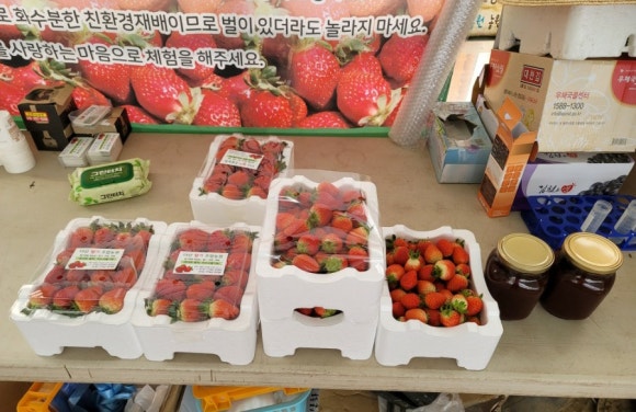 다산딸기수출 이미지