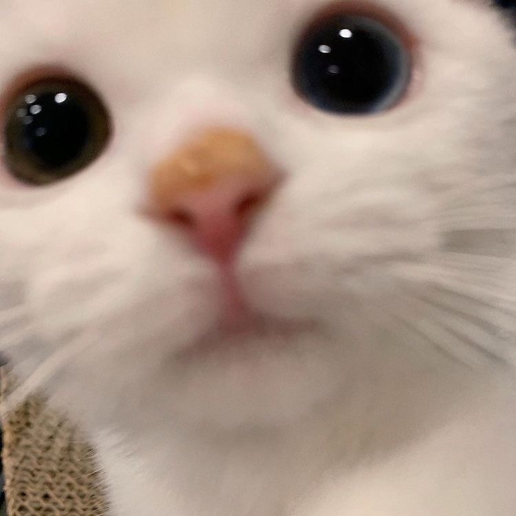 스타일로고 이미지