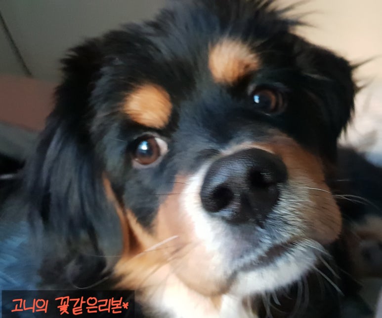 띵동 이미지