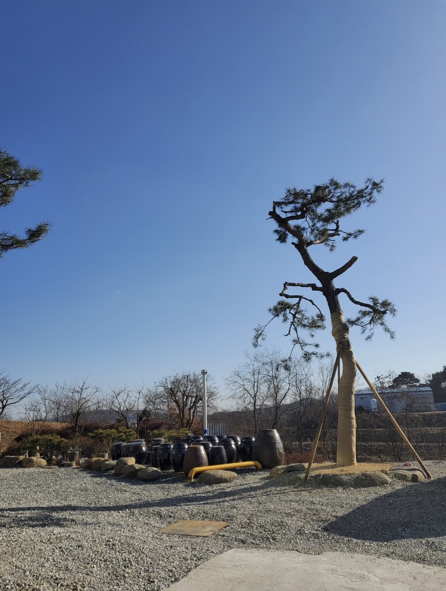 황금버섯백숙 이미지