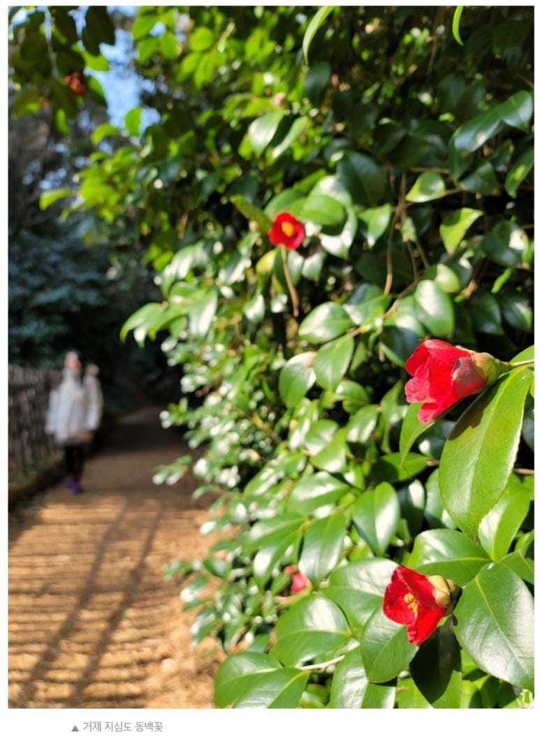 곰솔주단 이미지