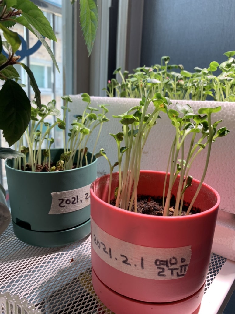 식물;마지 이미지