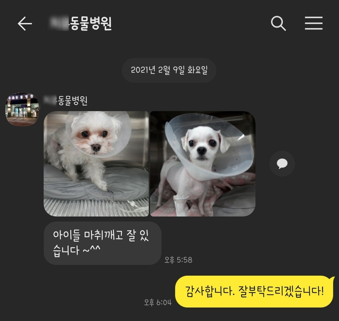 룰루버디 이미지
