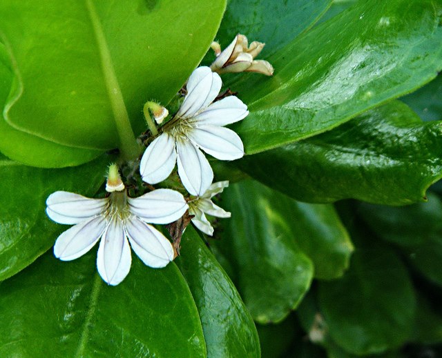 꽃과나무(Flower tree) 이미지