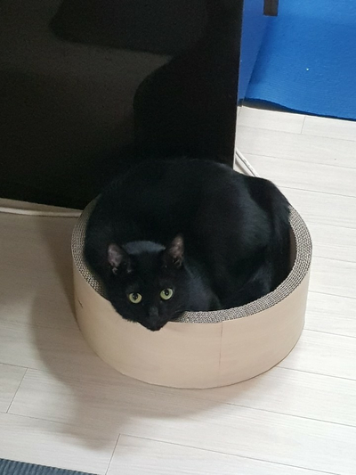 바이켓 이미지