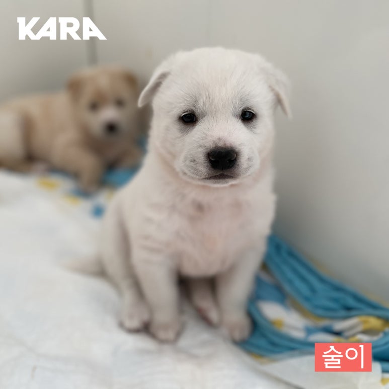 시루설기 이미지