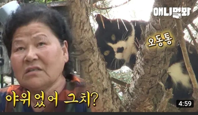 시샘달하루 이미지
