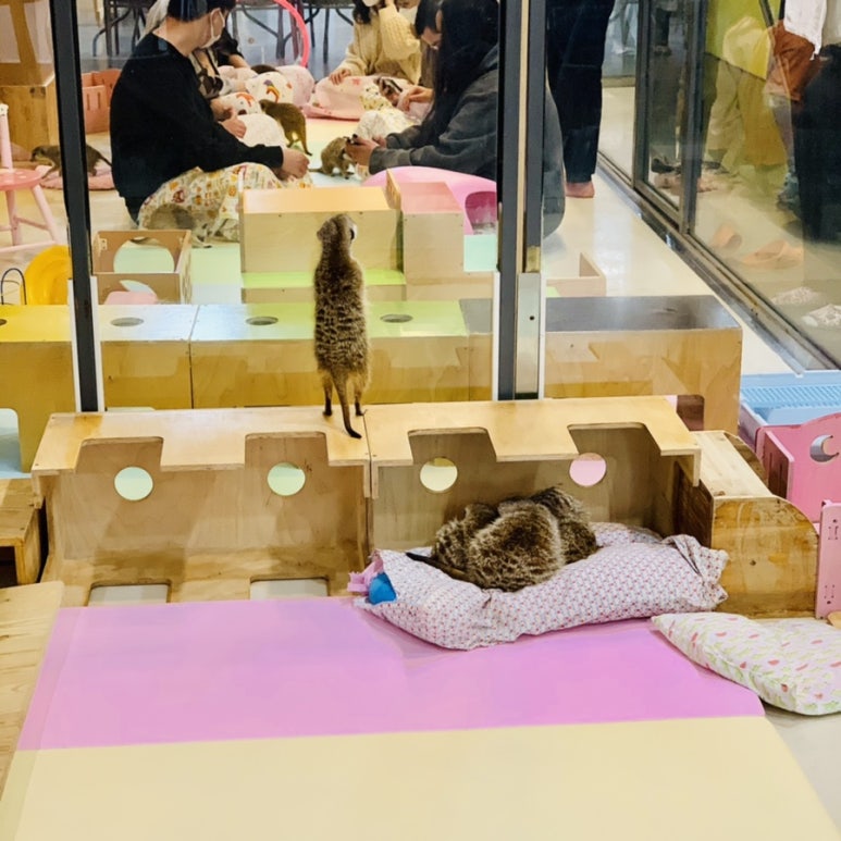 까망여우 이미지