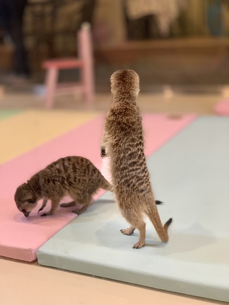 까망여우 이미지