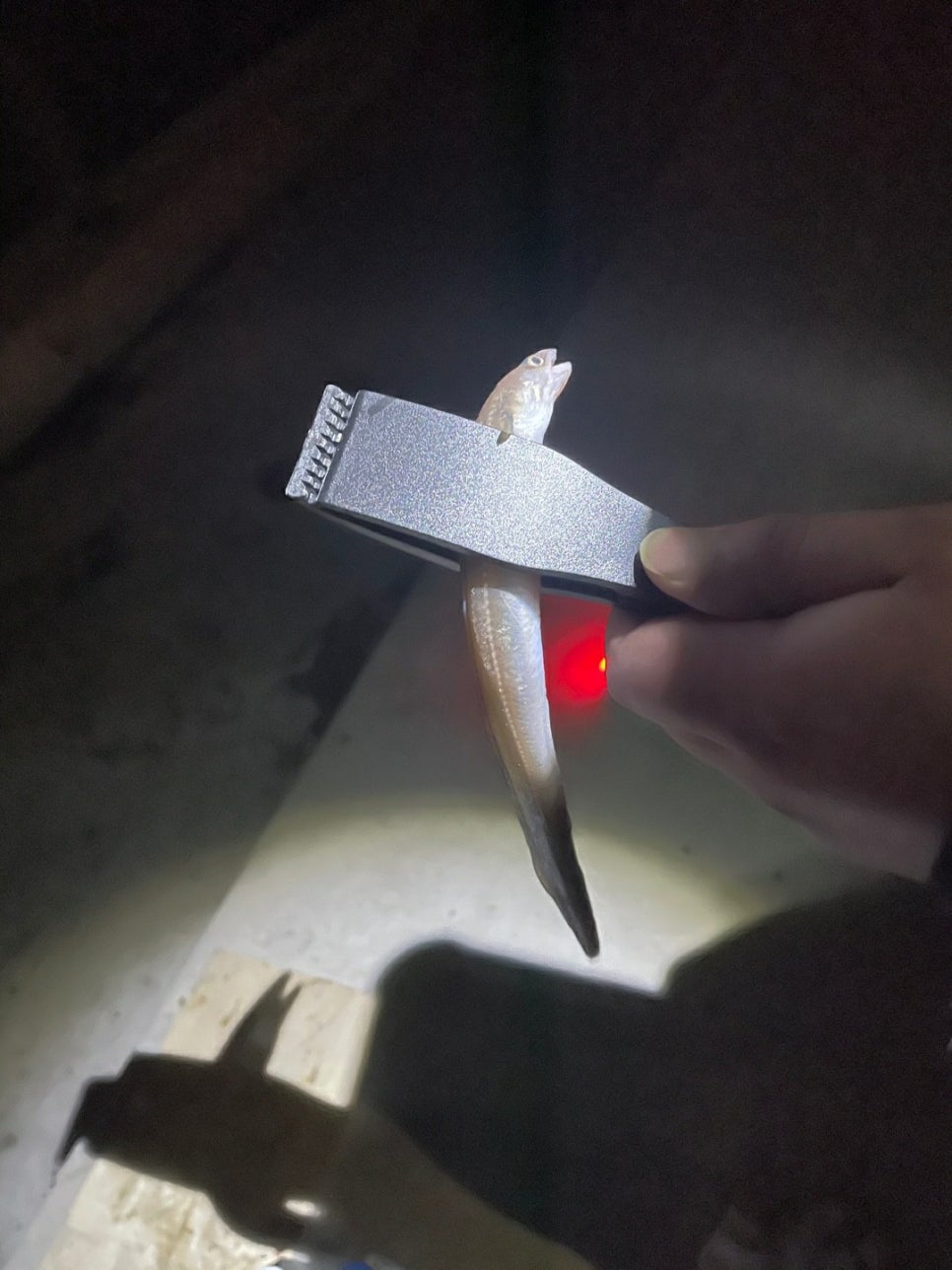 가덕도바다장어 이미지