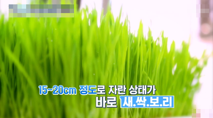 보리순 이미지