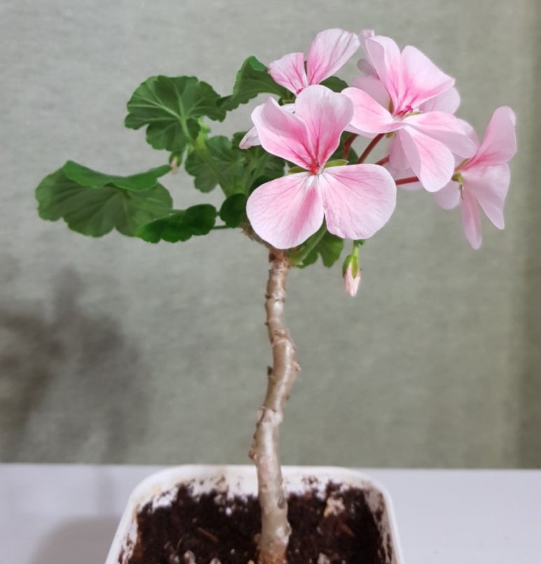 서송푸드 이미지