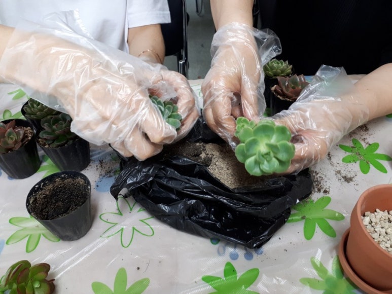 인천다육 이미지