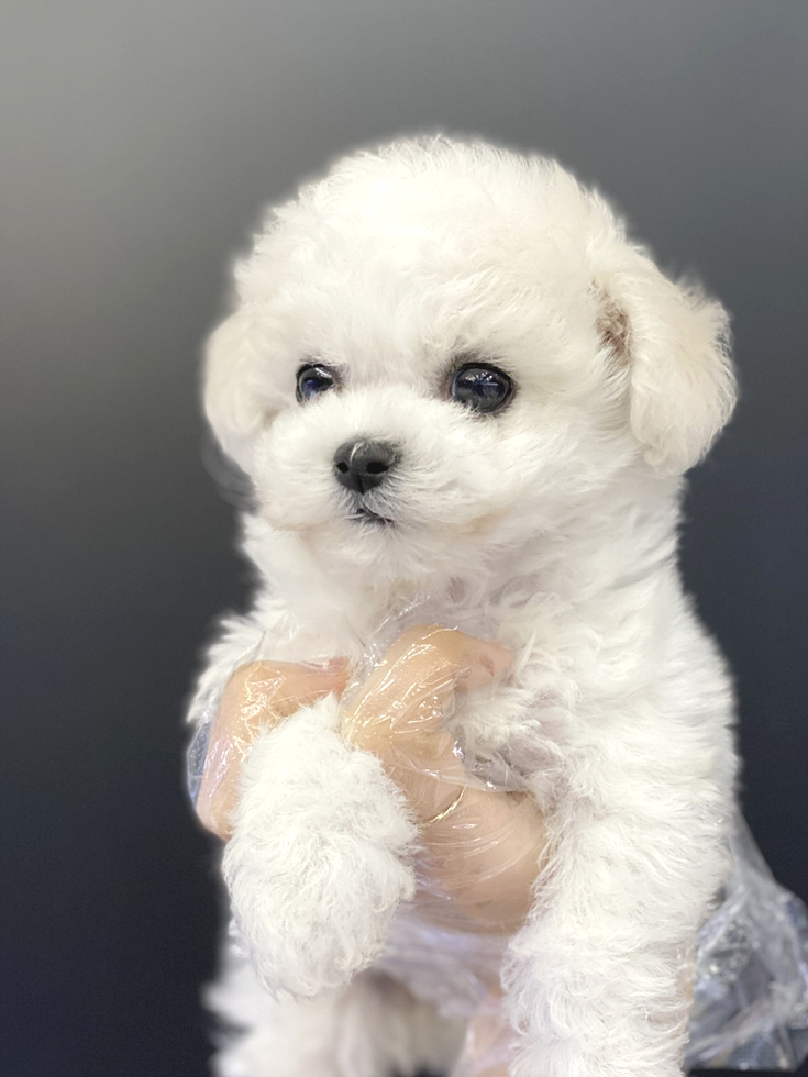 야옹 이미지