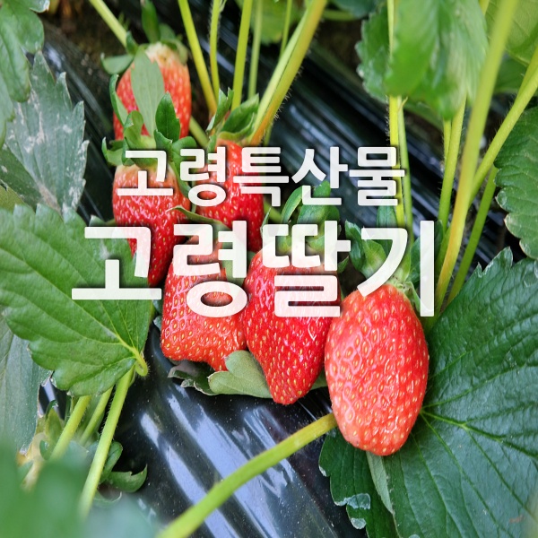 당골농장 이미지