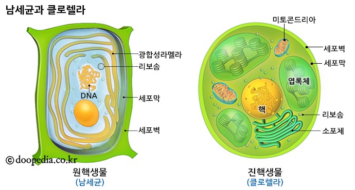 고세균 구조