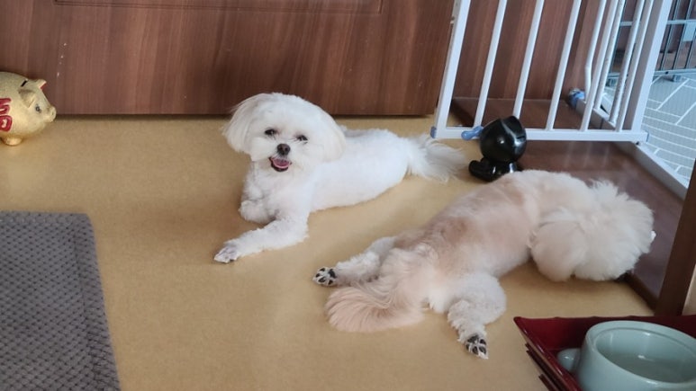 룰루랄라 이미지