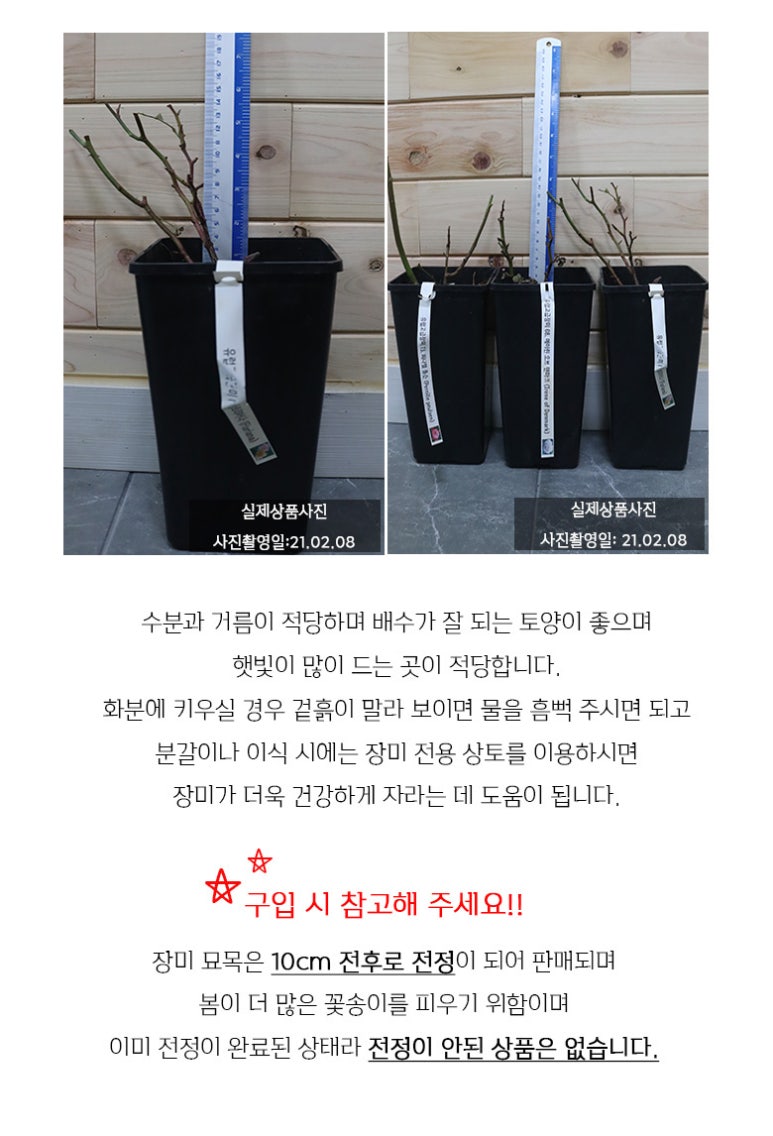 장미집 이미지