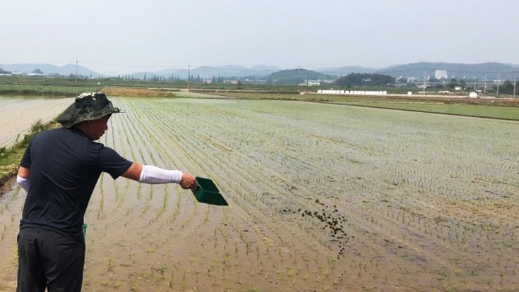 미실우렁이 이미지