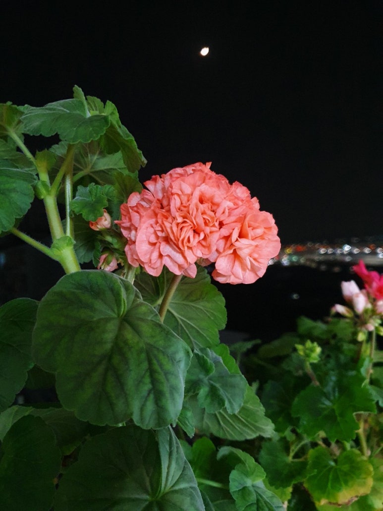 자매대패삼겹 이미지