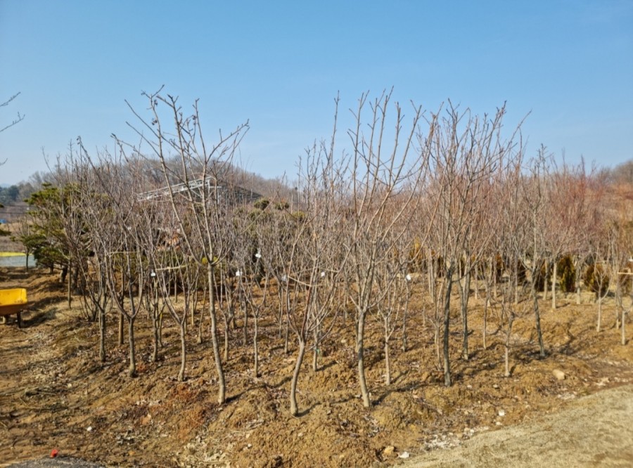 대송조경 이미지