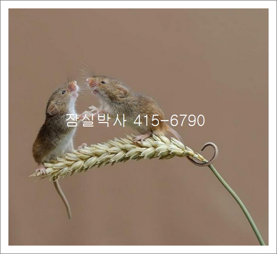 문정주공마트 이미지
