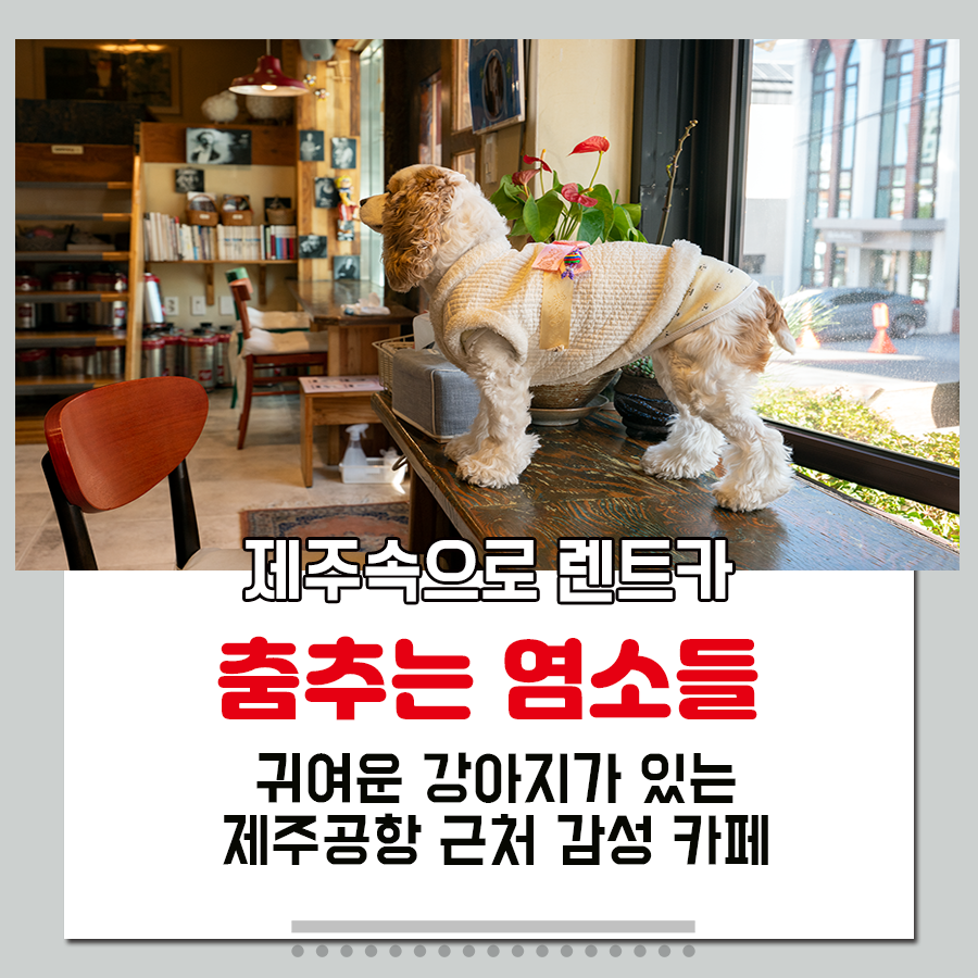 춤추는염소 이미지