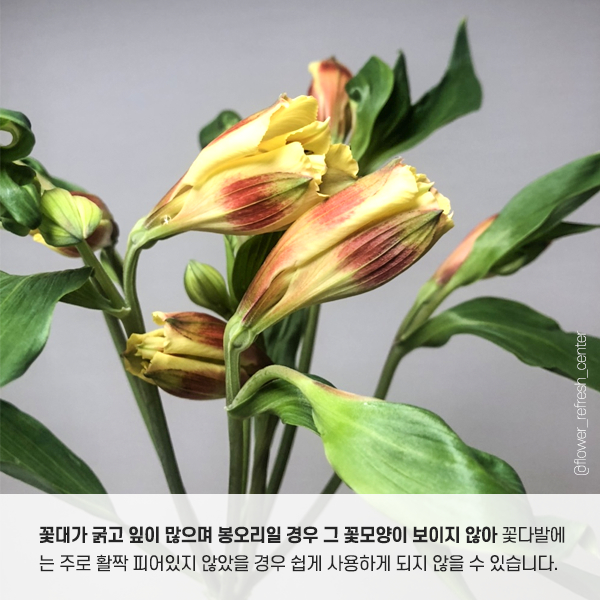 수수한플라워 이미지