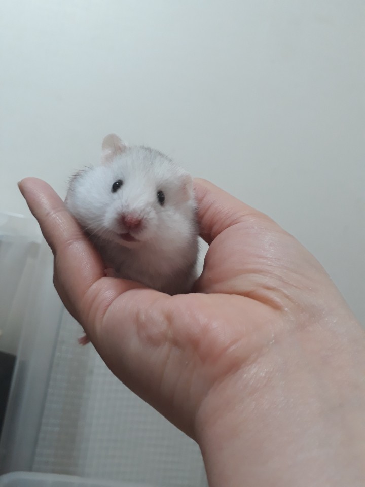 허니쥬 이미지