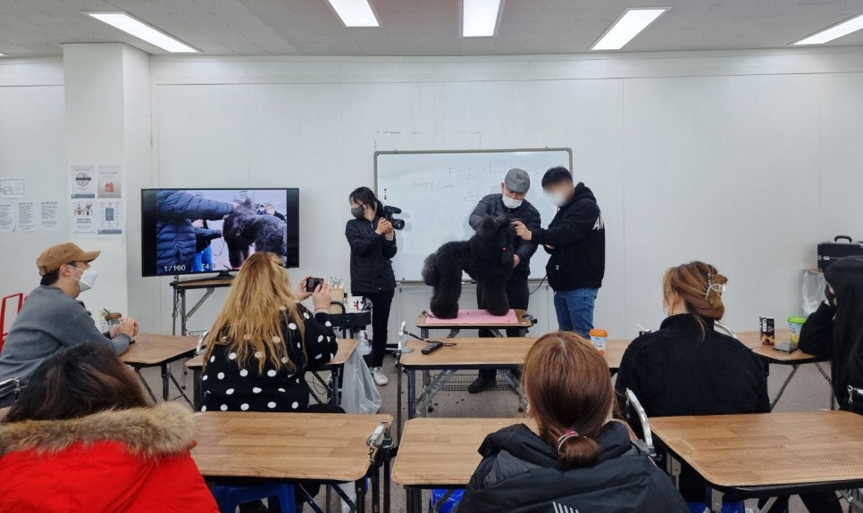 에이스애견미용학원 이미지