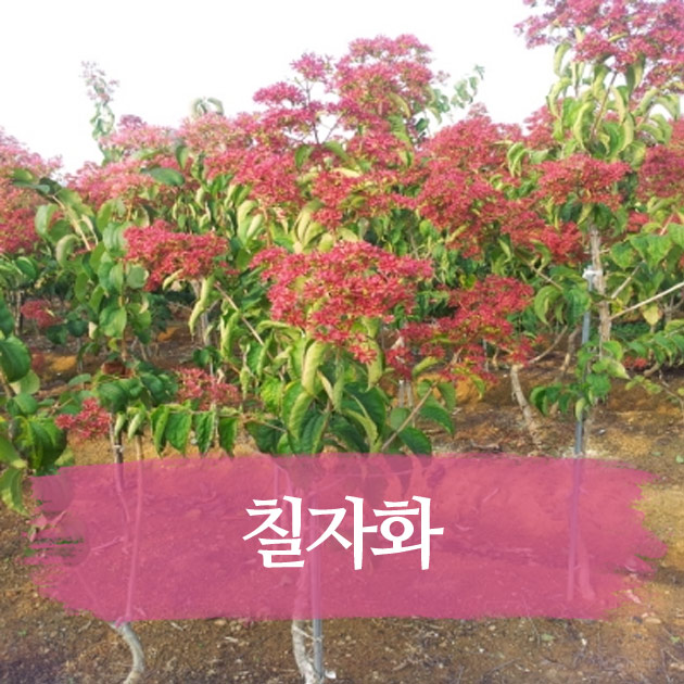 행운꽃농원 이미지