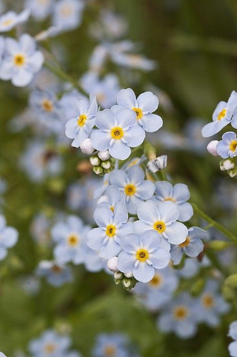 물망초forgetmenot 이미지