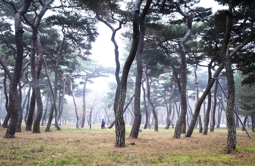 솔경주 이미지