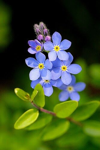 물망초forgetmenot 이미지