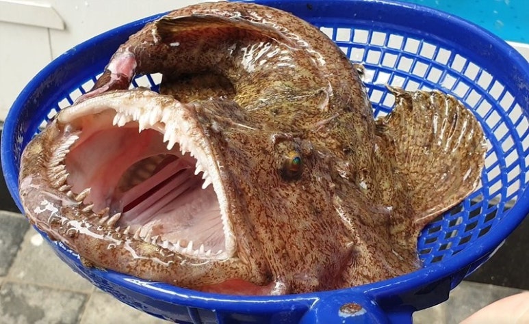 전라도아구찜 이미지