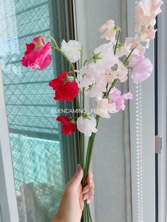 정답은꽃 이미지