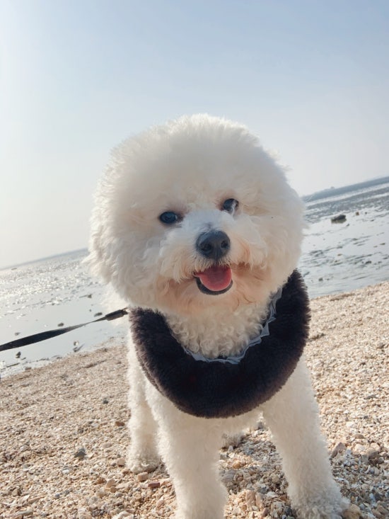 슈슈 이미지