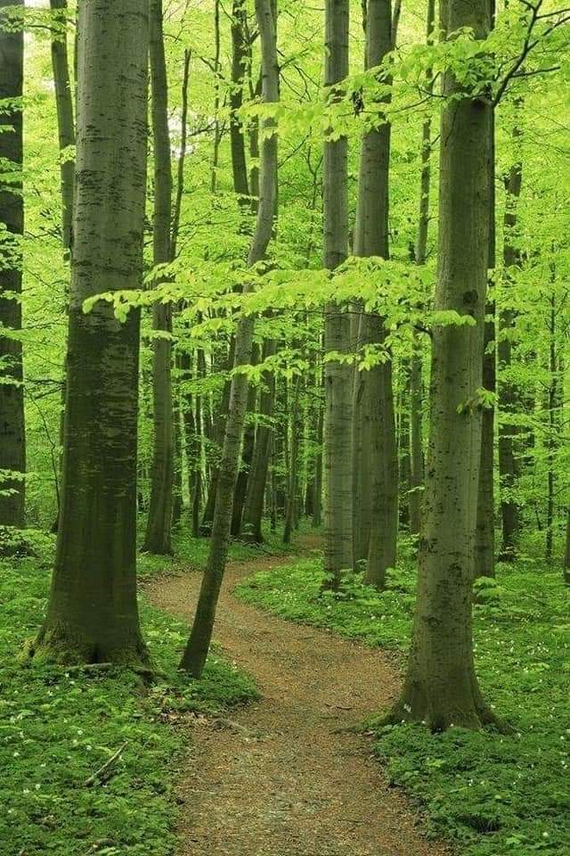 벌목 이미지