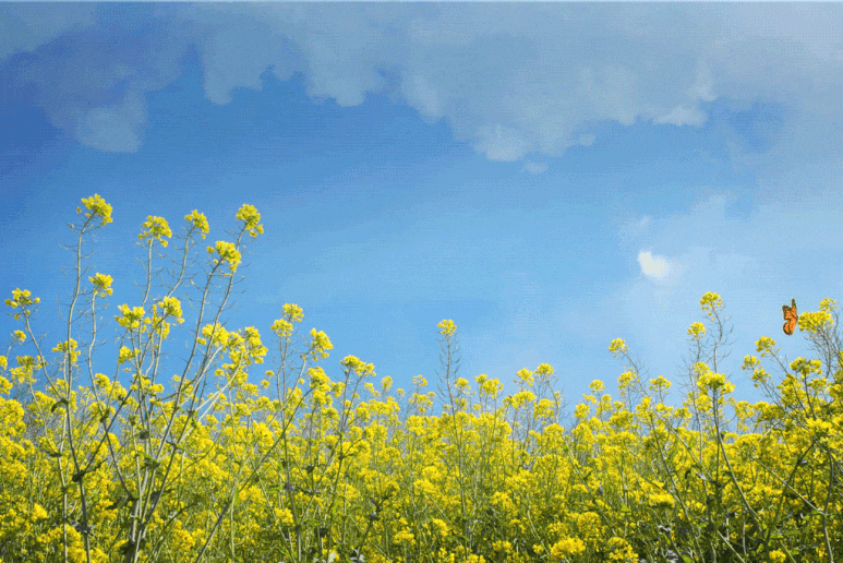 제주라헨느cc와 제주cc 절대 놓치지 마!! 네이버 블로그